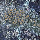 Kuchenflechte (Lecanora spec.)