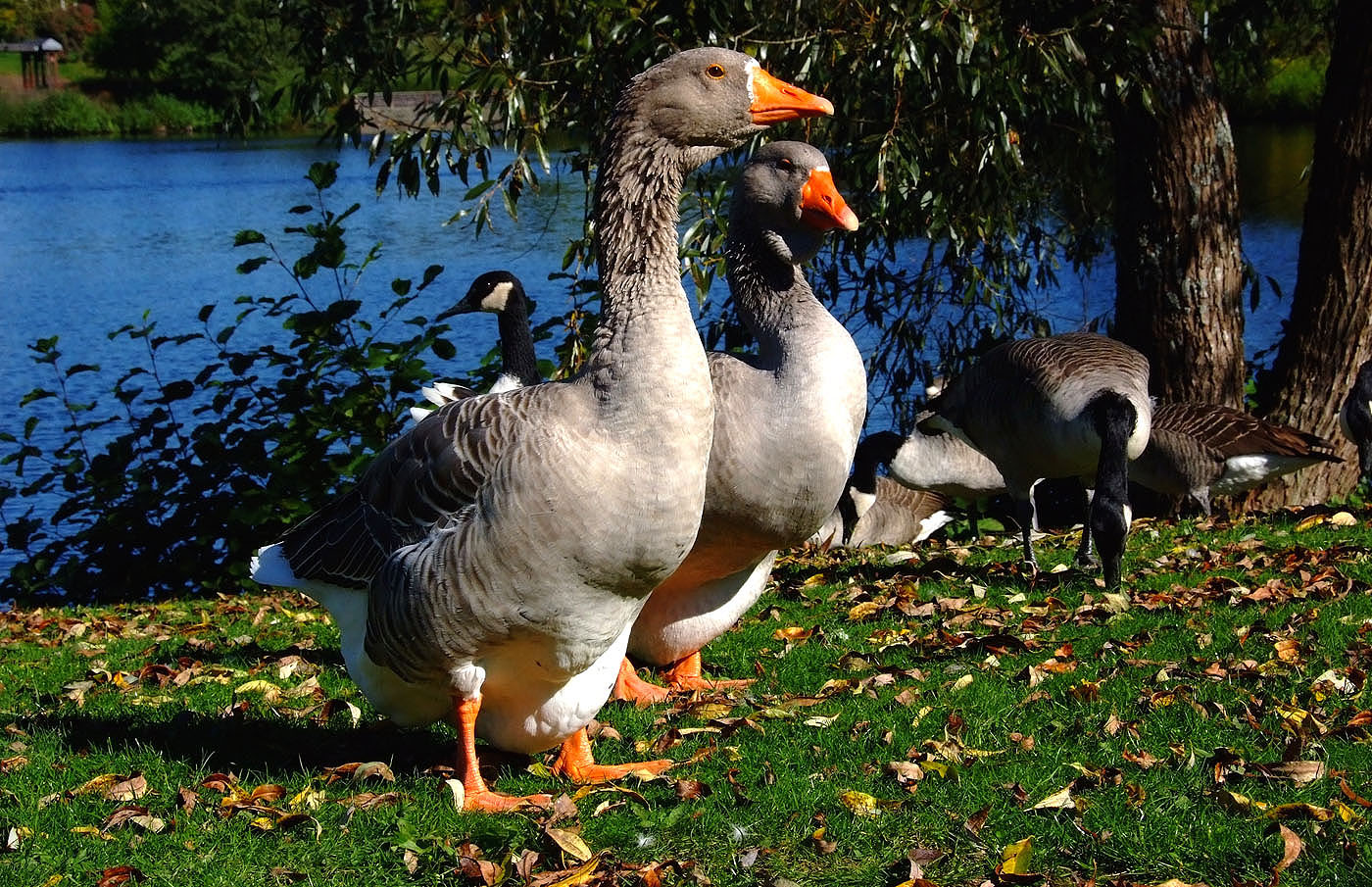 Kuck, da sind wieder die Leute, die immer Gänsebraten schreien ...