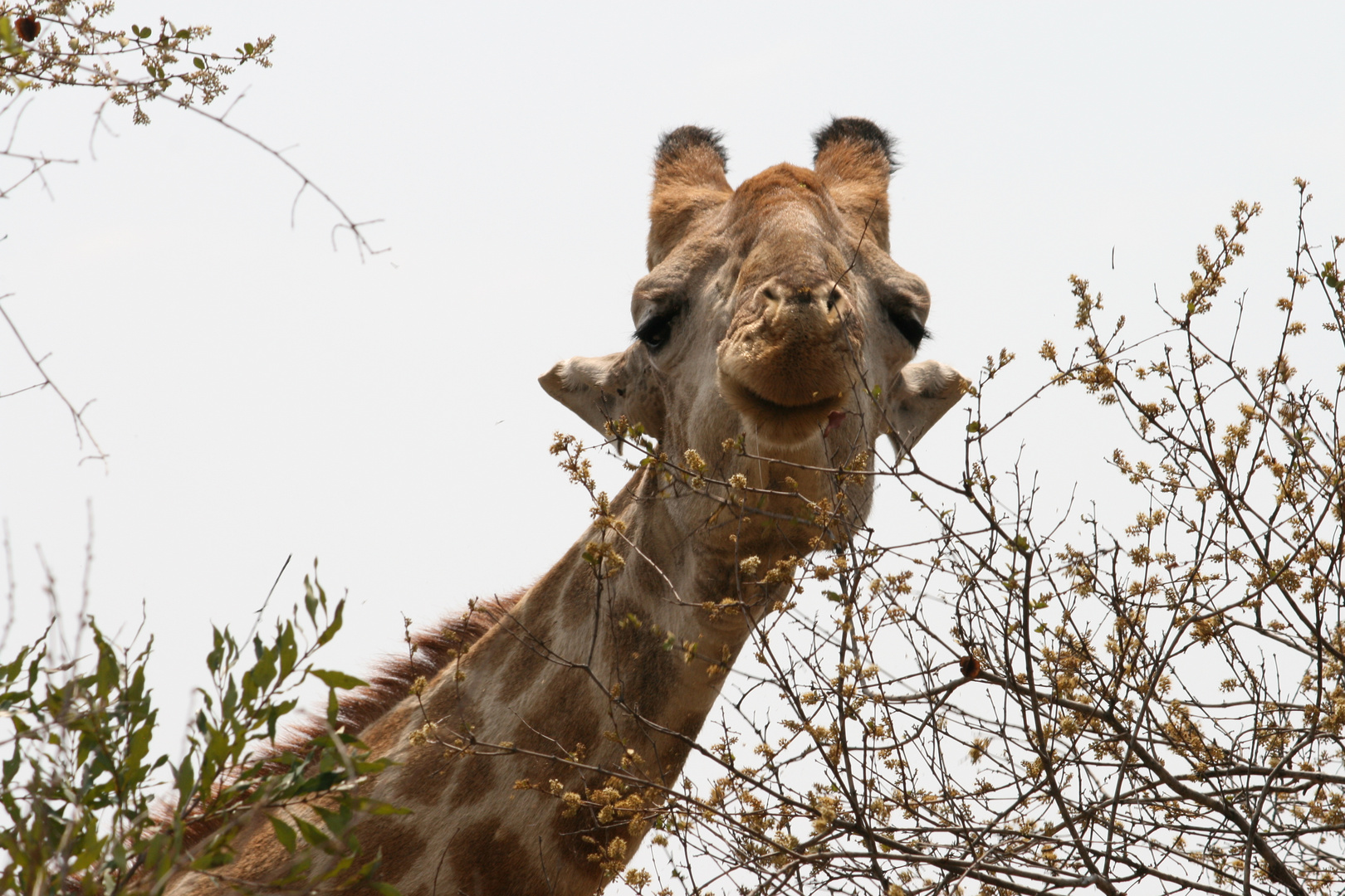Kuck Kuck Foto & Bild | africa, southern africa, south africa Bilder ...