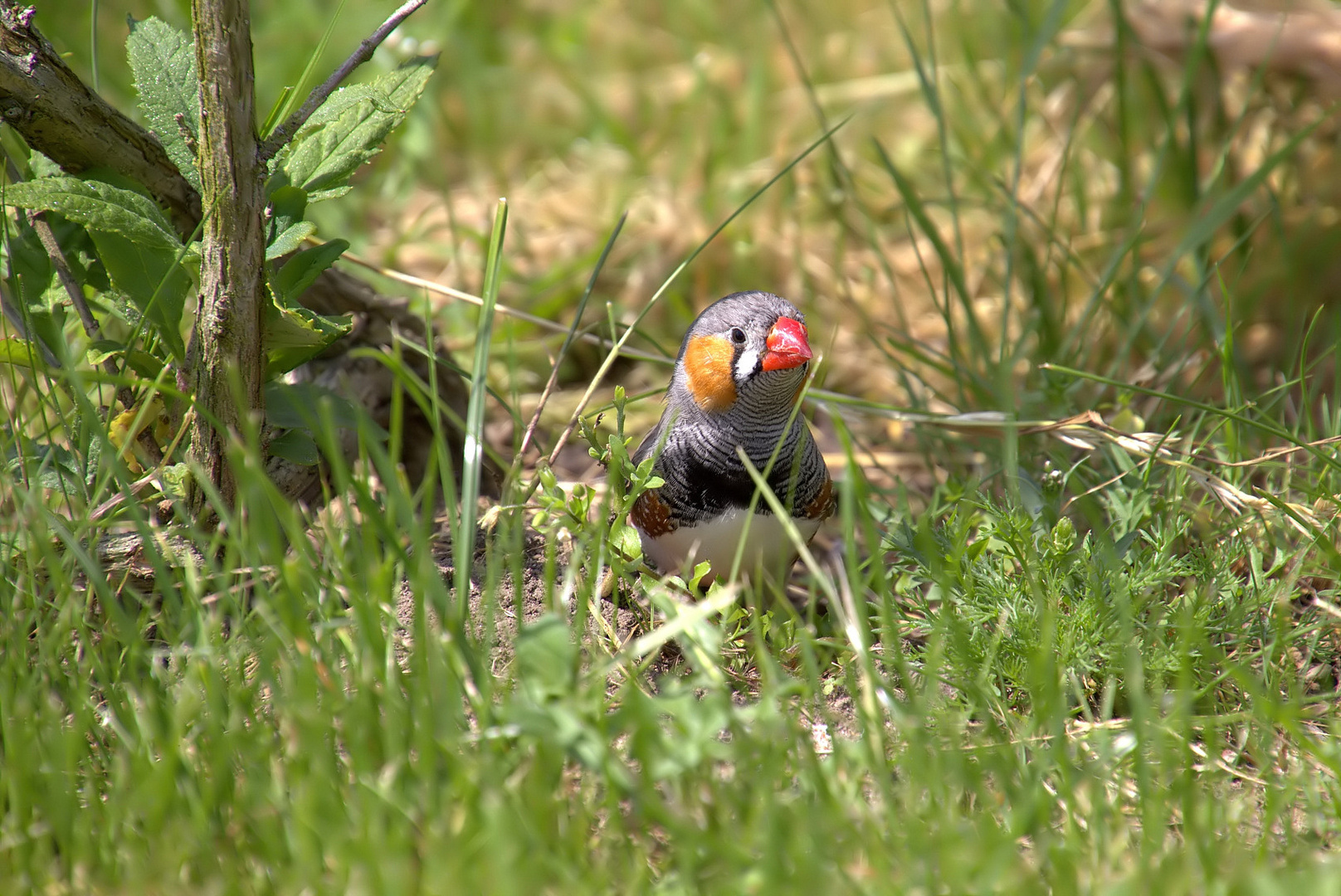 Kuck kuck ... is aber keiner ;) Foto & Bild | natur, zoo, tiere Bilder ...