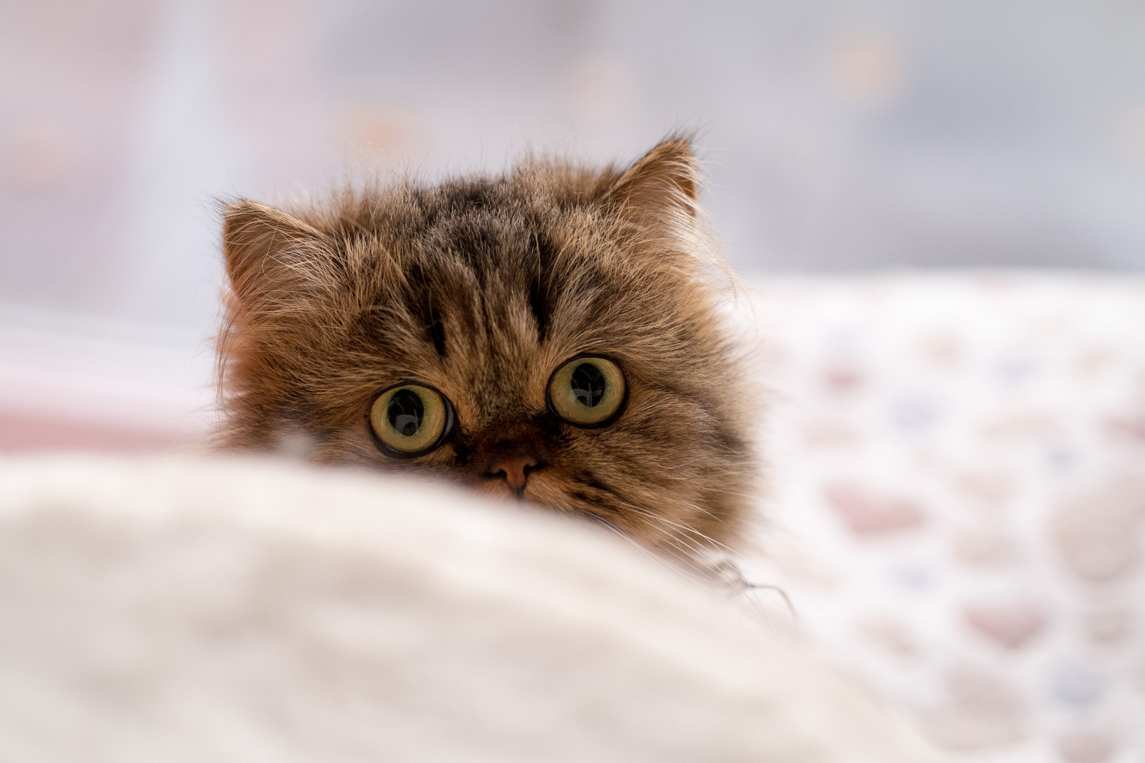 Kuck Kuck..ich bin es Foto & Bild | tiere, haustiere, katzen Bilder auf ...