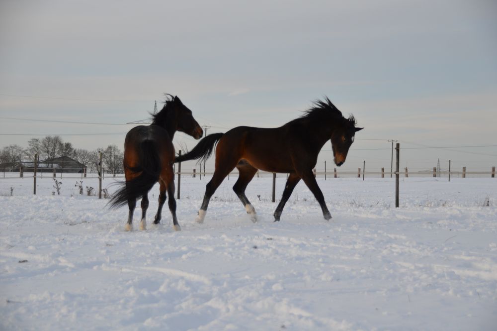 Kuck mal, ich kann das auch im Schnee.....