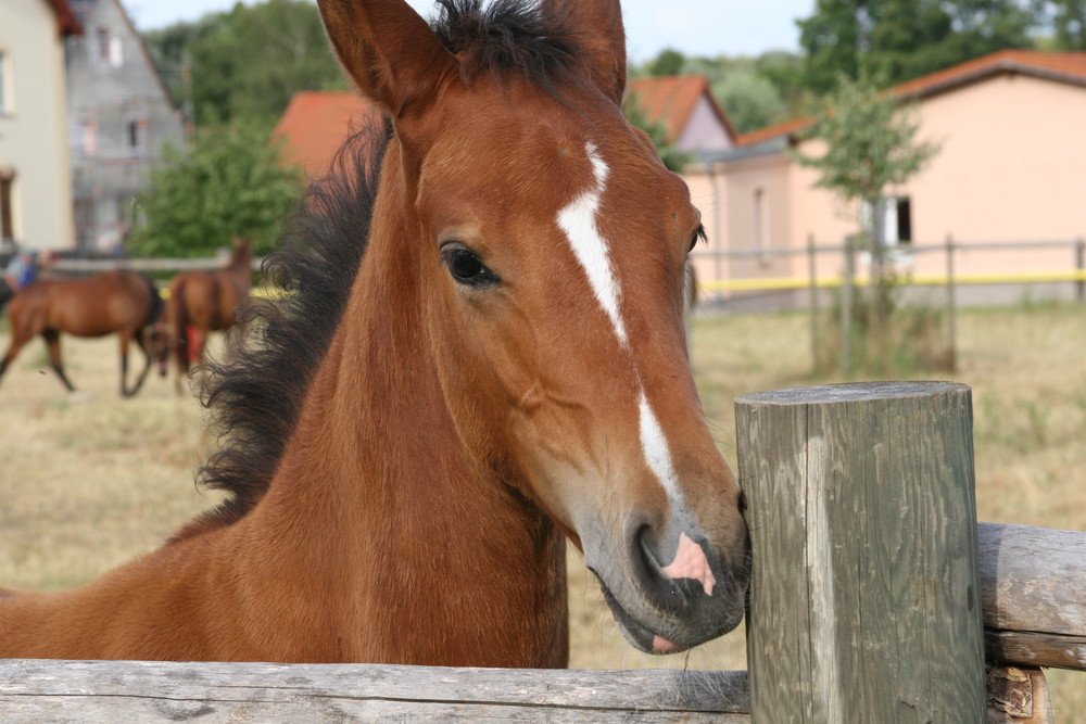 Kuck mal was das ist