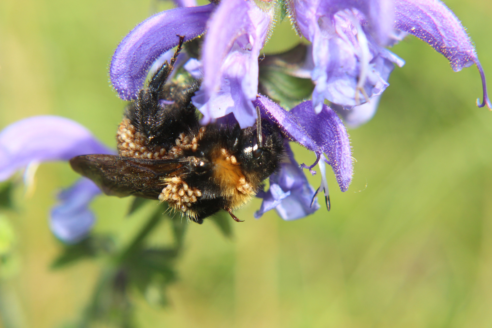 Kuckckuks Hummel als Transporter