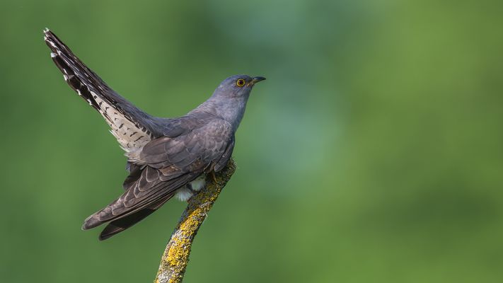 ,, Kucki in seiner ganzen Schönheit "