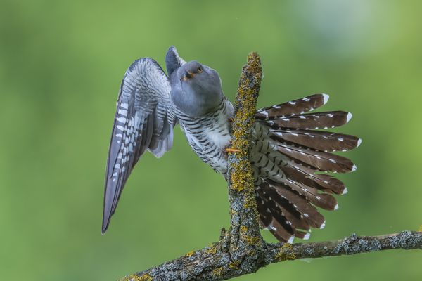 ,, Kucki's kleine Kunststücke "
