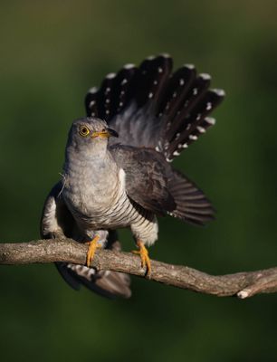 Kuckkuck, da kuckst du