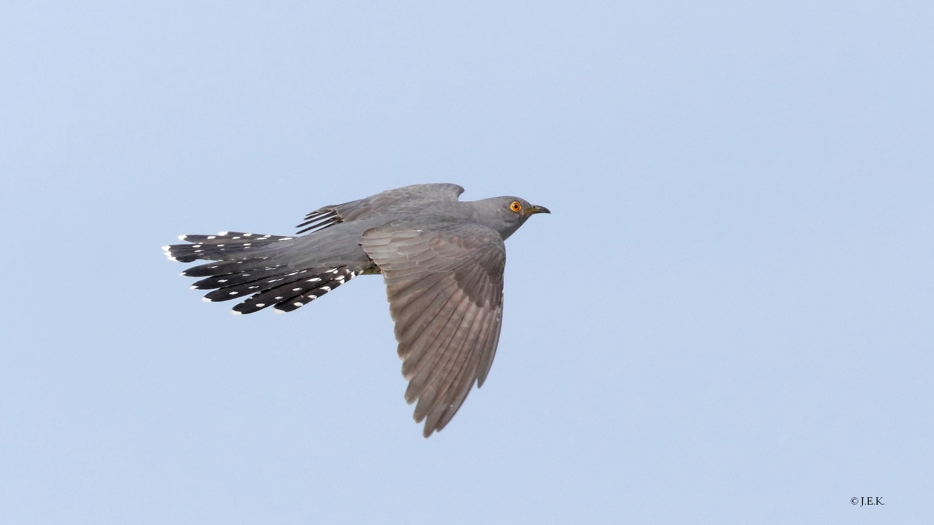 Kuckuck Foto Bild Uckermark Vogel Kuckuck Bilder Auf Fotocommunity