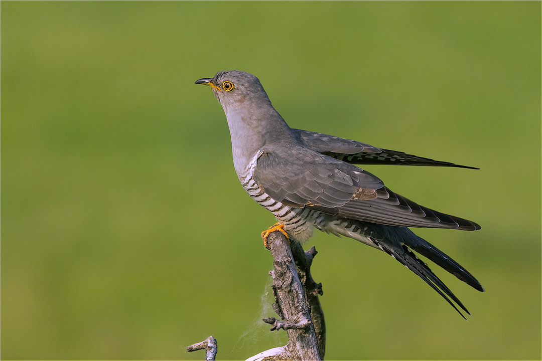 Kuckuck Foto Bild Natur Tiere Vogel Bilder Auf Fotocommunity