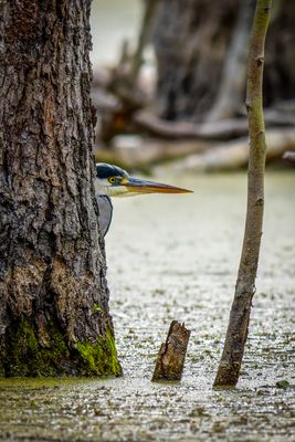 Kuckuck, ach nee Graureiher