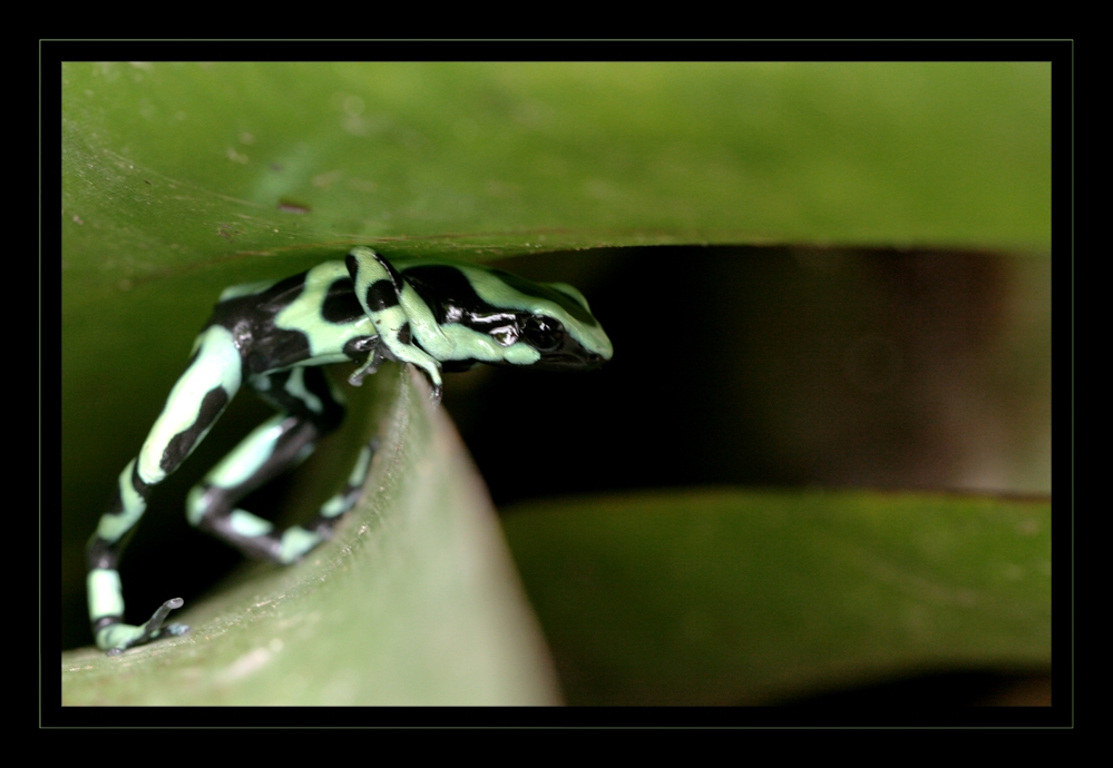 Kuckuck Bin Wieder Zuruck Foto Bild Tiere Wildlife Amphibien Reptilien Bilder Auf Fotocommunity