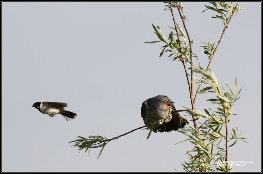 Kuckuck (Common Cuckoo)