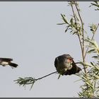 Kuckuck (Common Cuckoo)