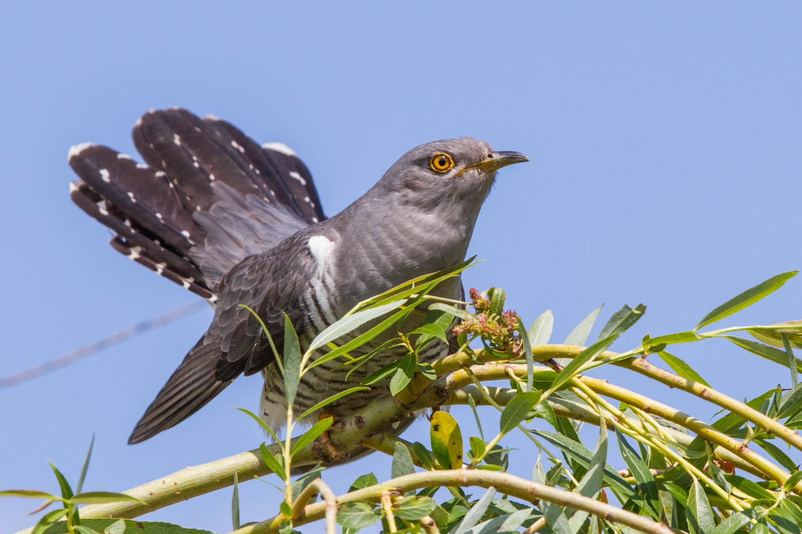 Kuckuck (Cuculus canorus)