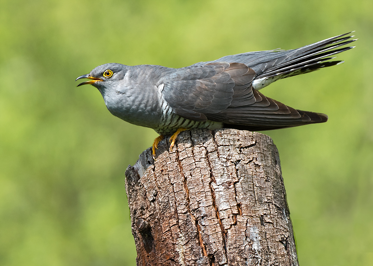 Kuckuck (Cuculus canorus)