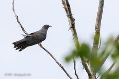 Kuckuck (Cuculus canorus)