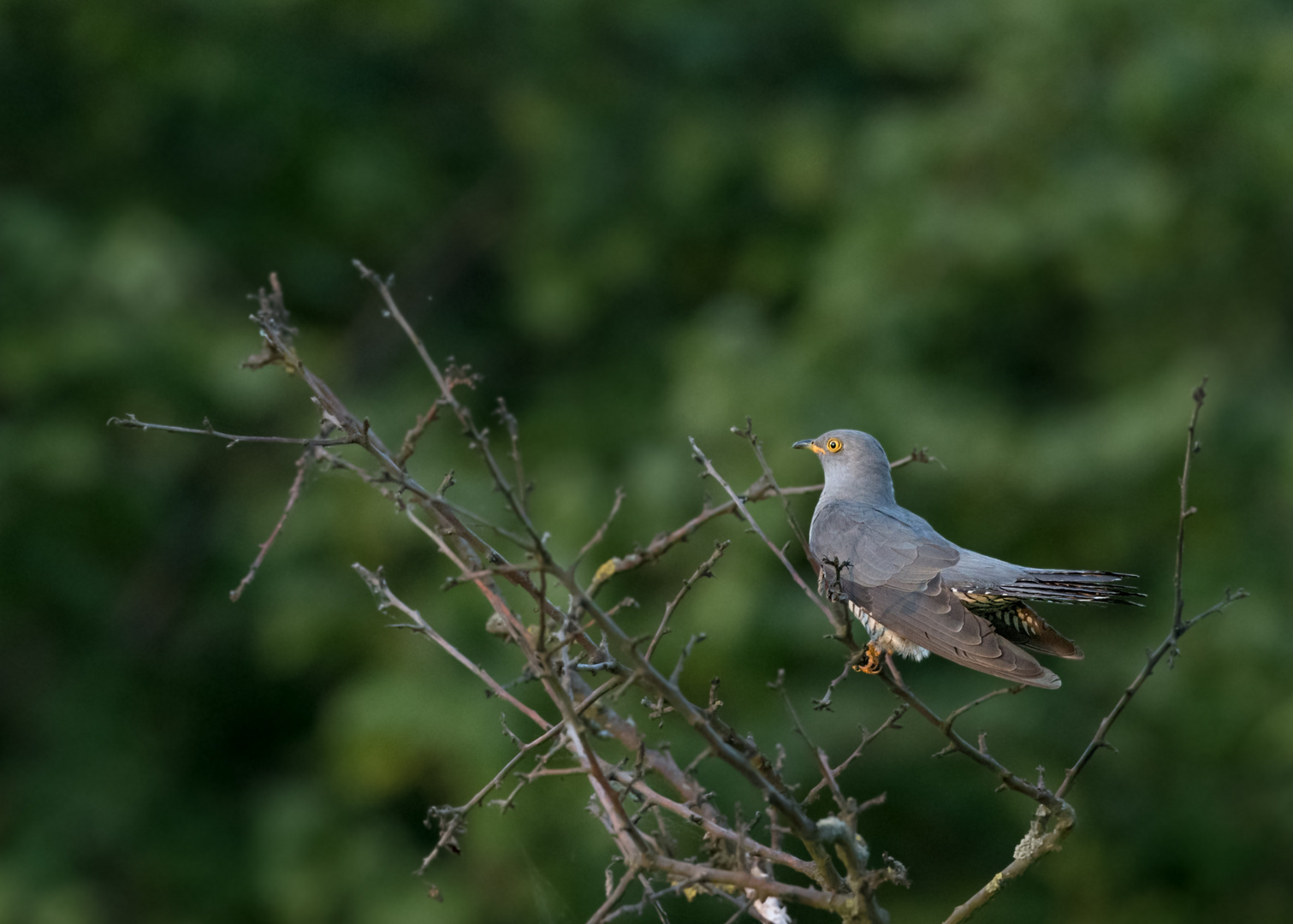 Kuckuck (Cuculus canorus)