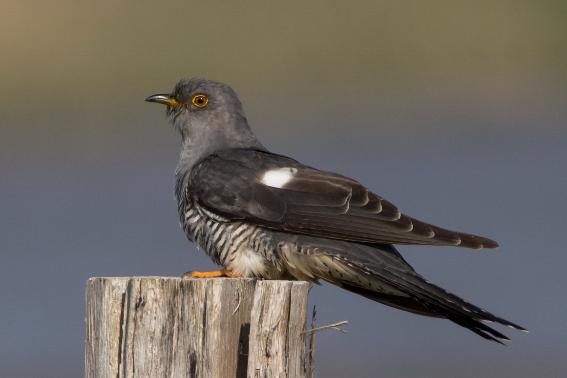 Kuckuck (Cuculus canorus)