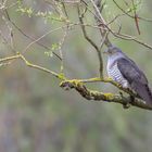 Kuckuck (Cuculus canorus), Hessen, Deutschland