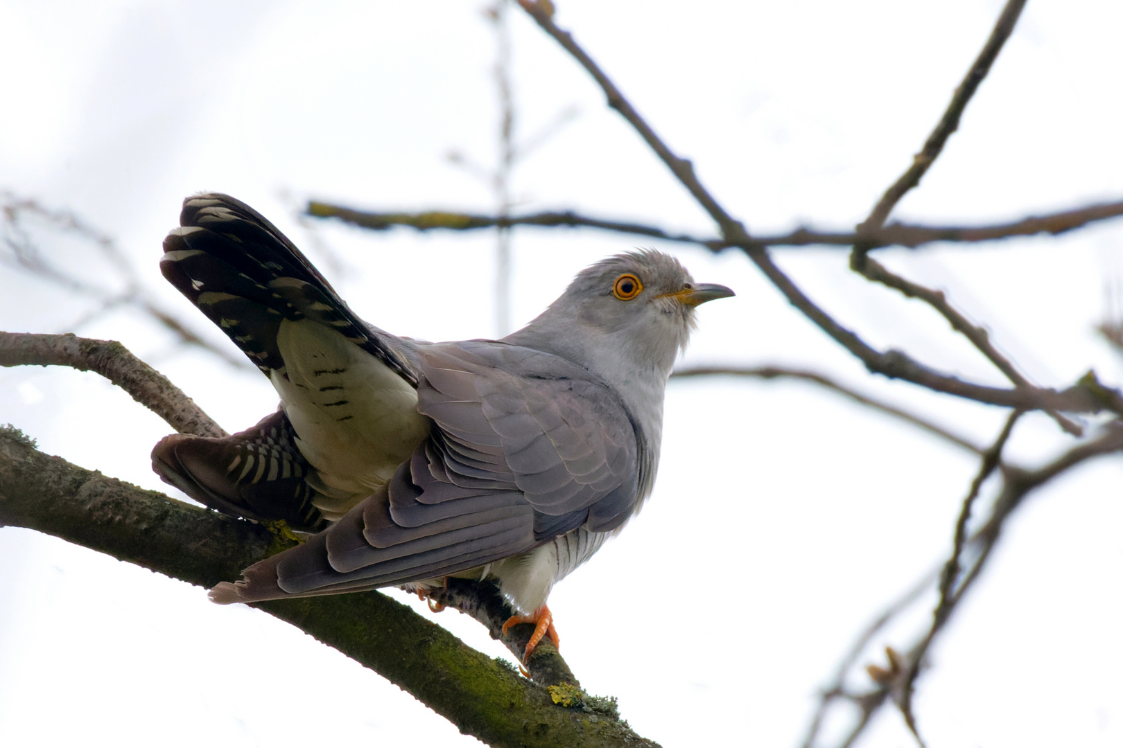 Kuckuck (Cuculus canorus) im Baum