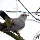 Kuckuck (Cuculus canorus) im Baum