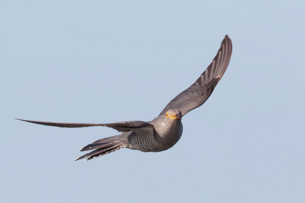 Kuckuck (Cuculus canorus) im Flug