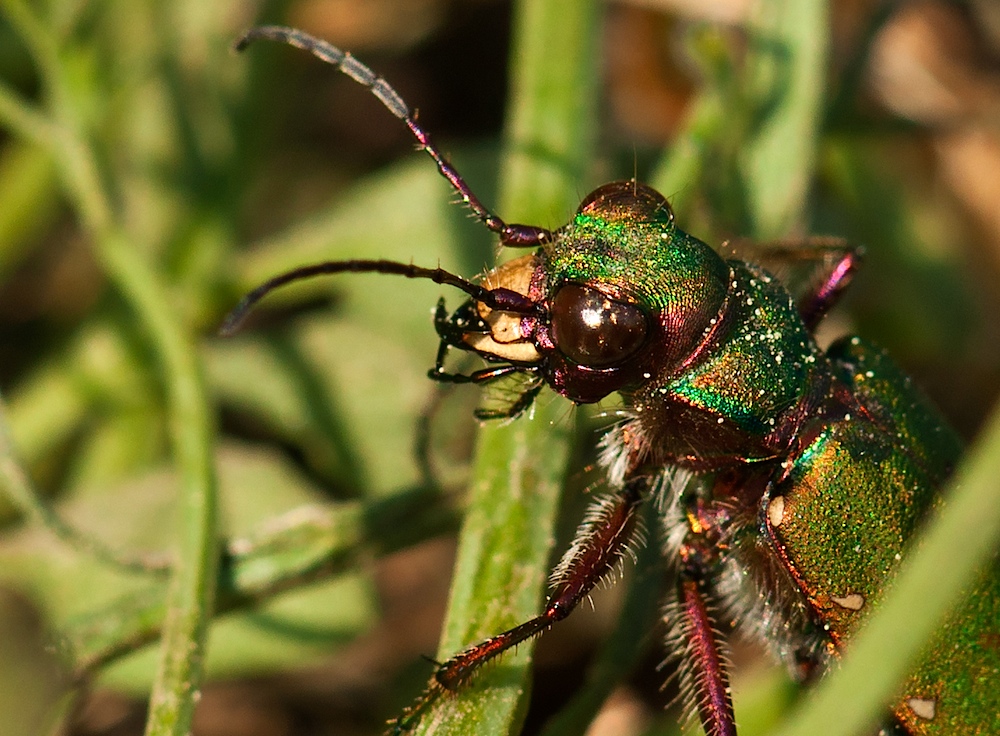 Kuckuck Foto Bild Natur Makros Natur Kreativ Aufnahmetechniken Bilder Auf Fotocommunity