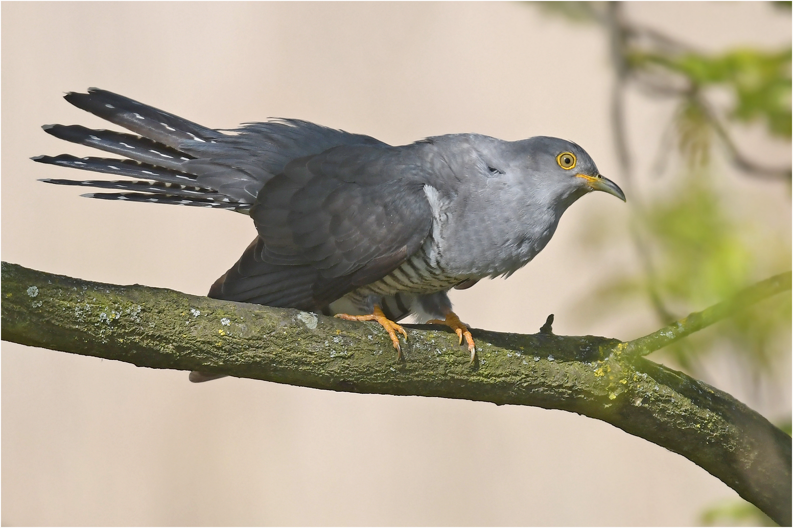 Kuckuck Foto & Bild | tiere, wildlife, wild lebende vögel Bilder auf fotocommunity