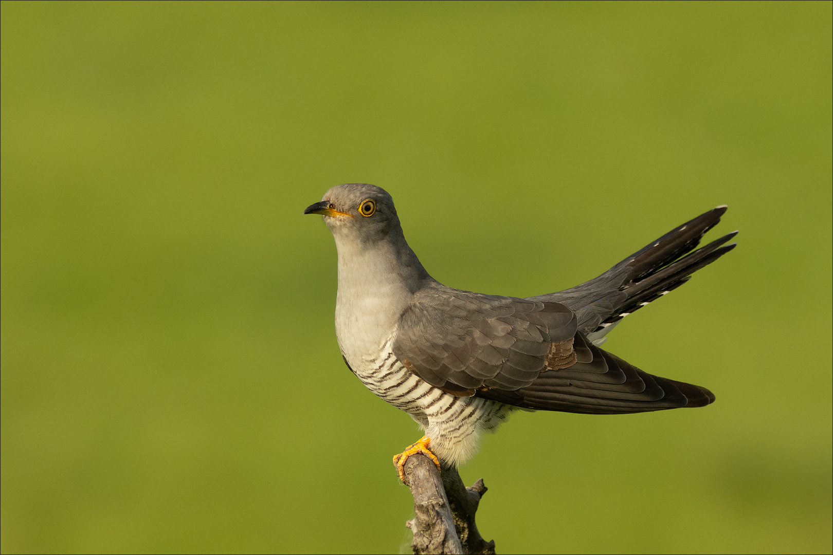 Kuckuck! Foto & Bild | tiere, wildlife, wild lebende vögel Bilder auf fotocommunity