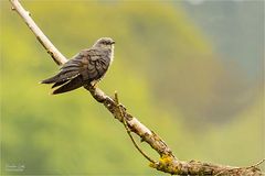 Kuckuck - eine fotografische 