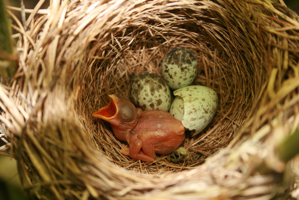 Kuckuck - frisch geschlüpft - Bild & Foto von Milvus aus fc-AWARD NATUR ...