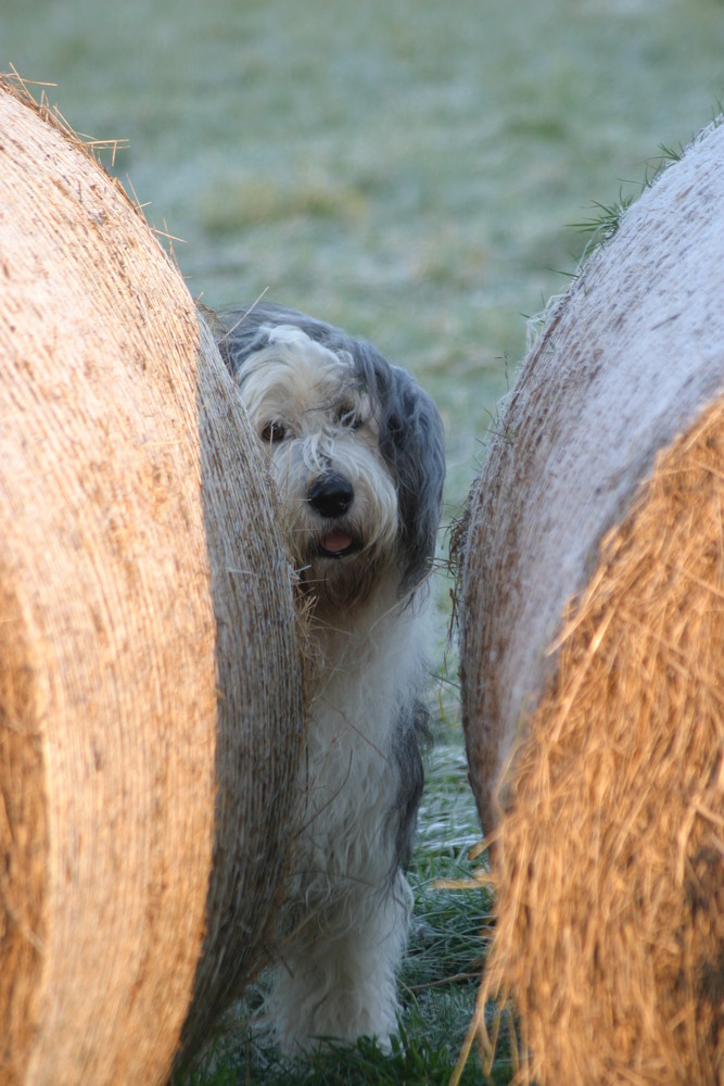 kuckuck hier bin ich !