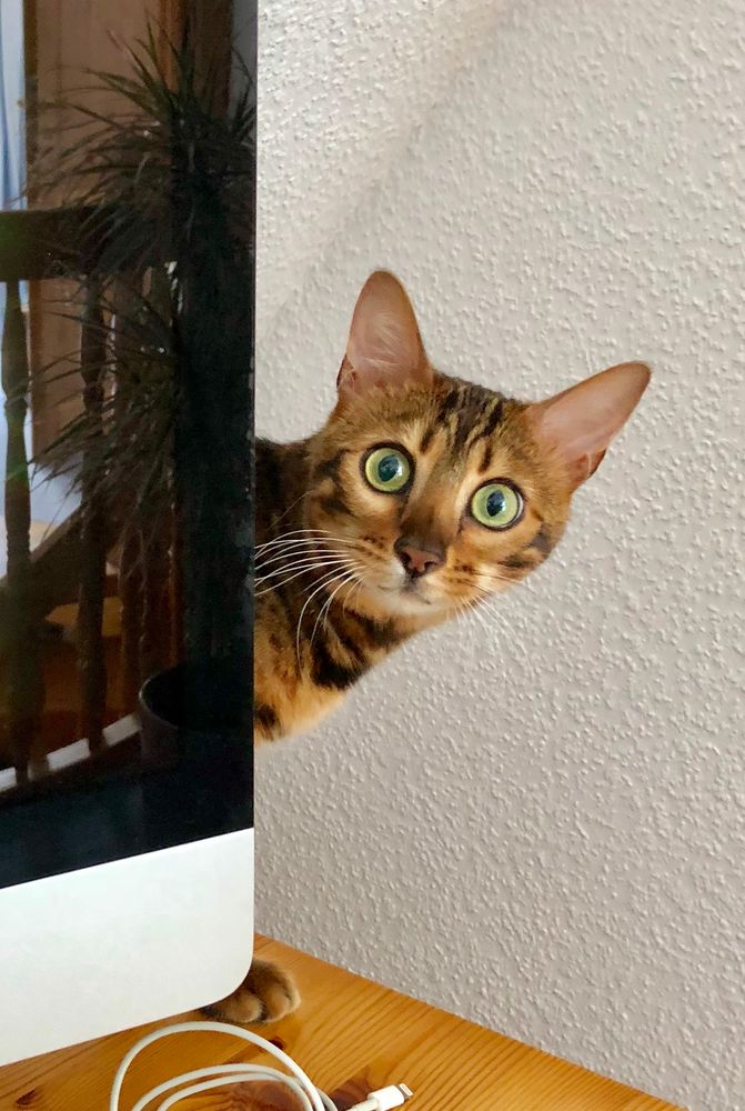 Kuckuck hier bin ich (Bengalenkatze Neila)