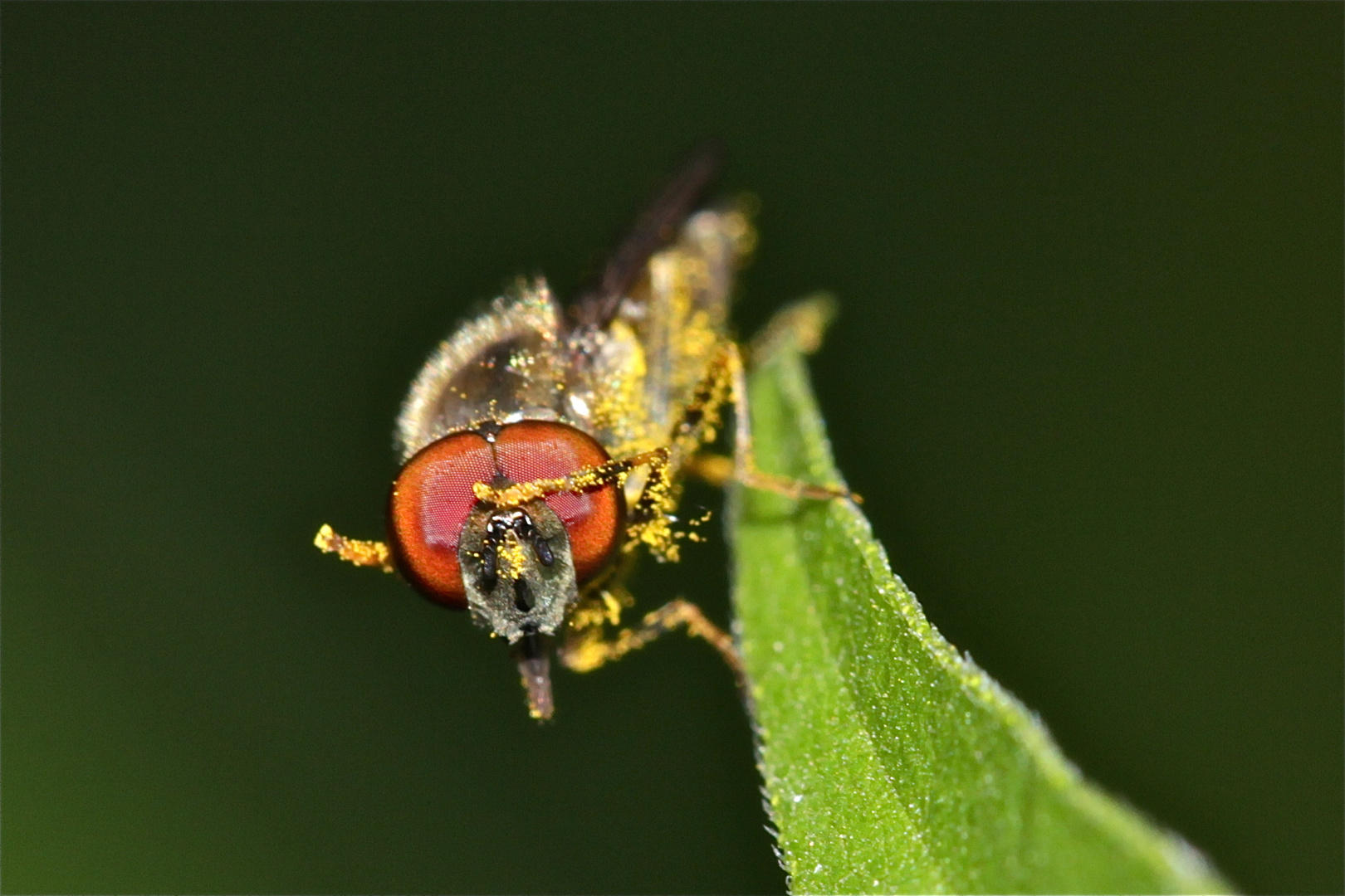 "Kuckuck, hier rüber! Hach, dieser blöde Fotograf! Immer dauert es endlos, . . .