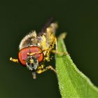 "Kuckuck, hier rüber! Hach, dieser blöde Fotograf! Immer dauert es endlos, . . .