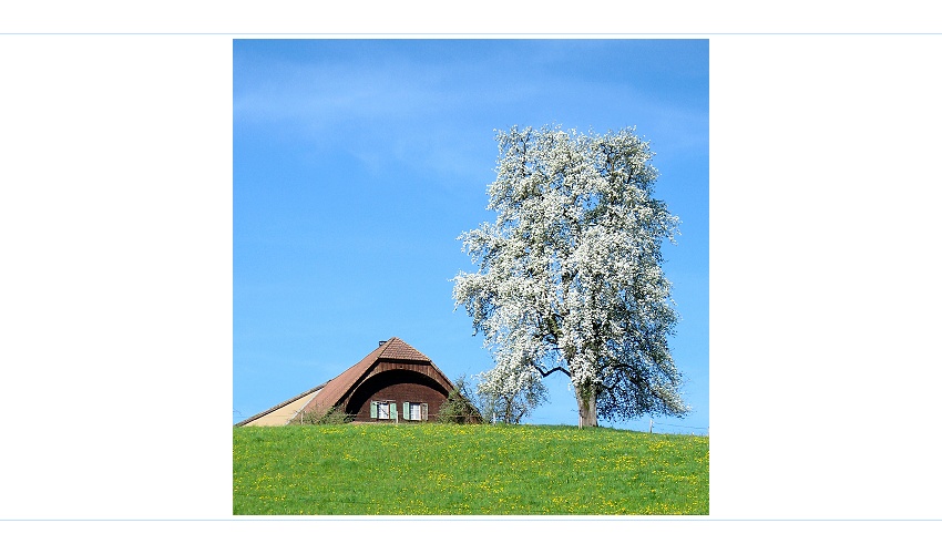 Kuckuck ich bin der Frühling!