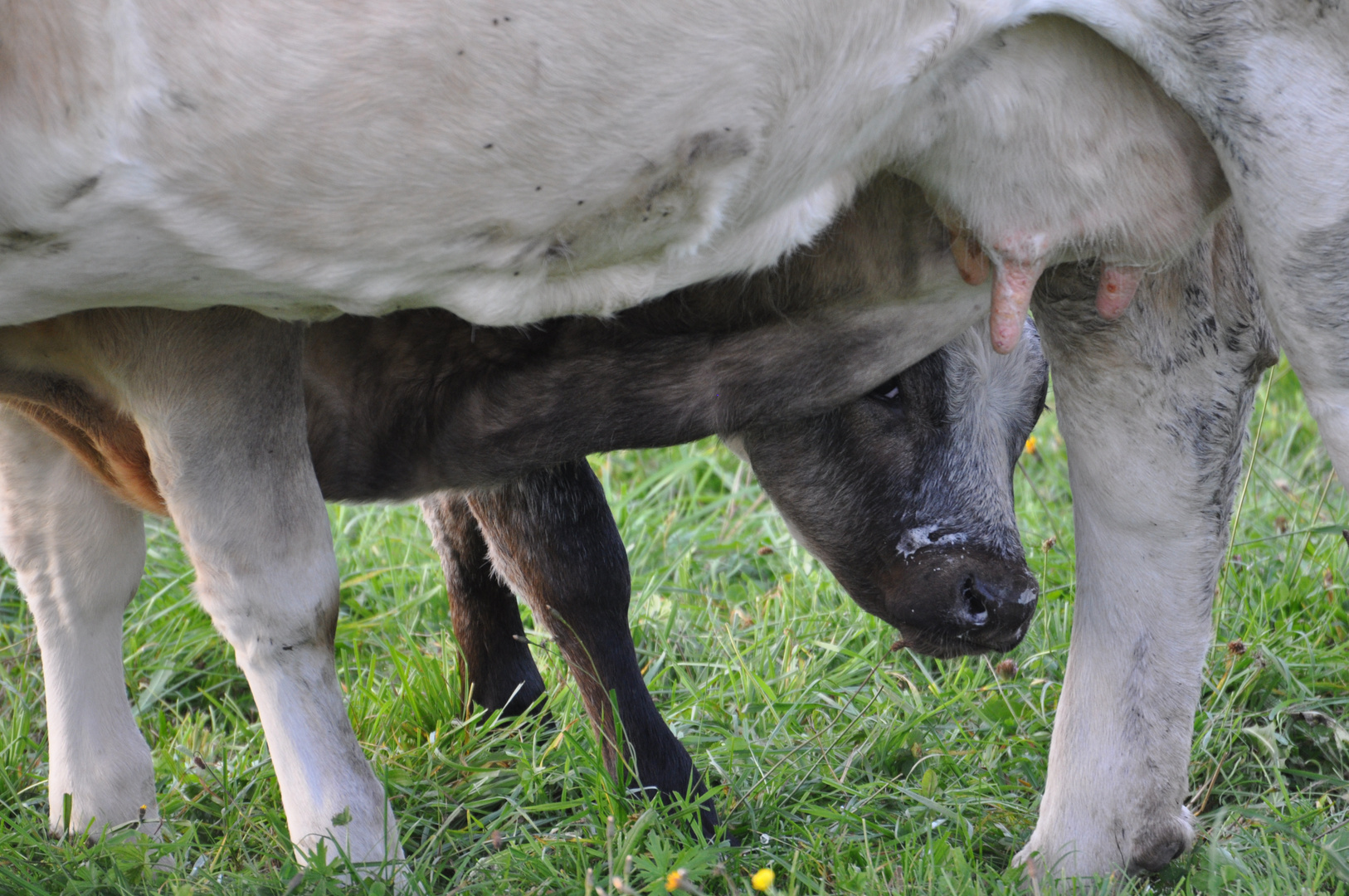 Kuckuck ich will auch Milch...