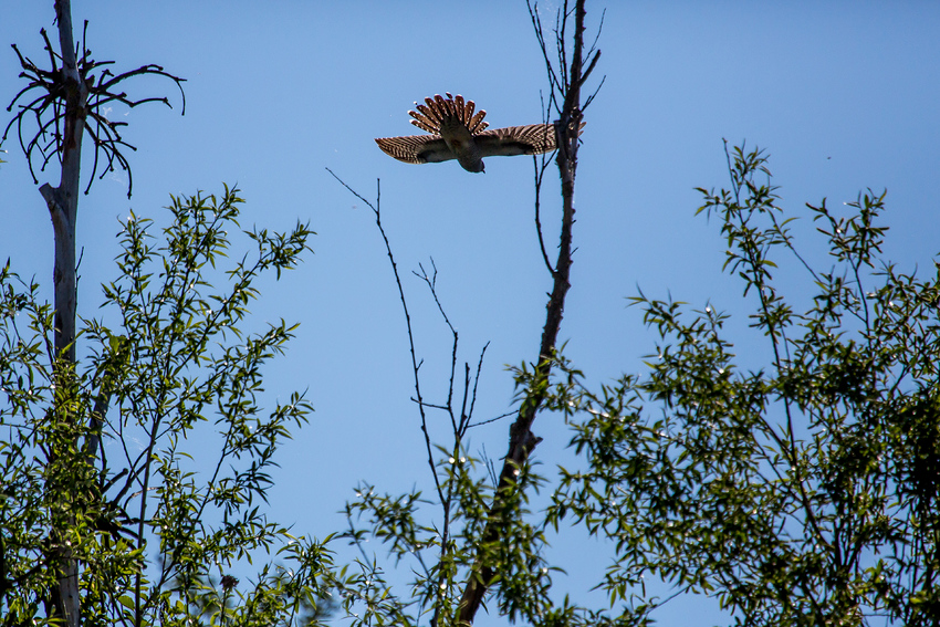 Kuckuck im Abflug