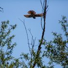 Kuckuck im Abflug