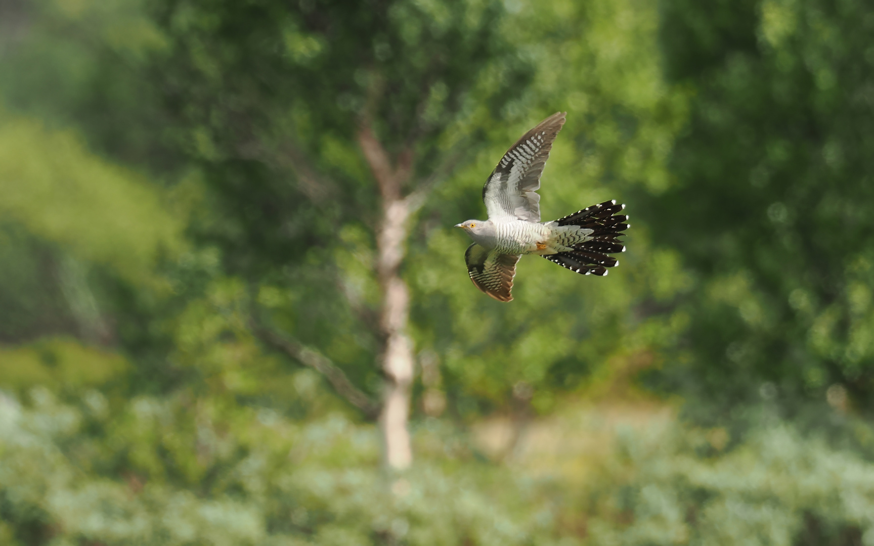 Kuckuck im Flug