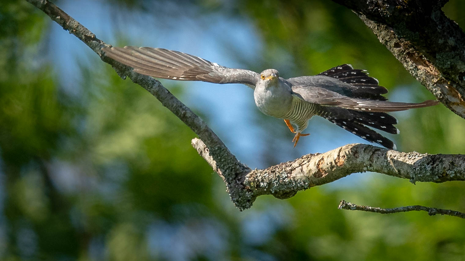 Kuckuck im Flug Männchen