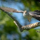 Kuckuck im Flug Männchen