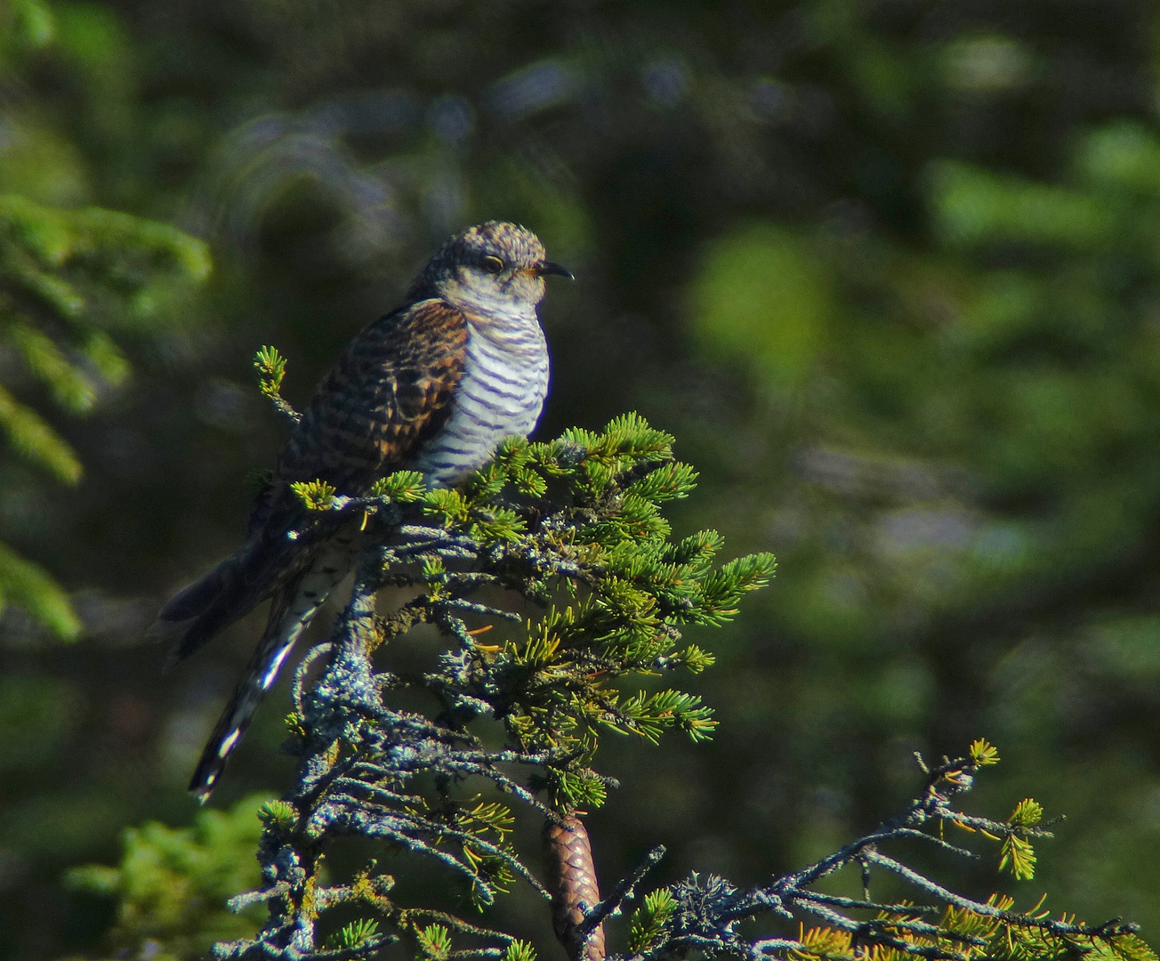 Kuckuck (Jungvogel)