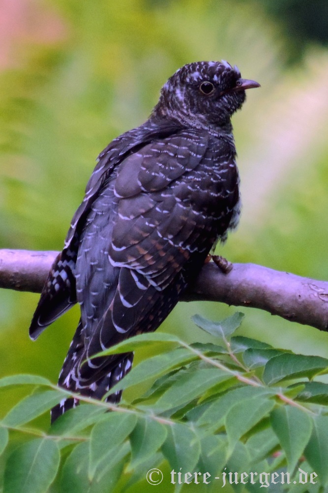 Kuckuck Jungvogel Foto Bild Tiere Wildlife Wild Lebende Vogel Bilder Auf Fotocommunity