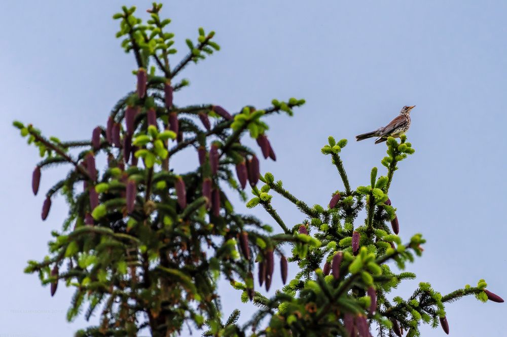 Kuckuck Kuckuck Ruft S Aus Dem Wald Foto Bild Fotos World Wald Bilder Auf Fotocommunity