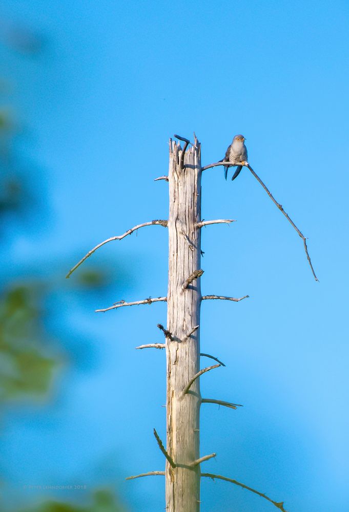 Kuckuck, kuckuck... rufts aus dem Wald... Foto & Bild | fotos, world