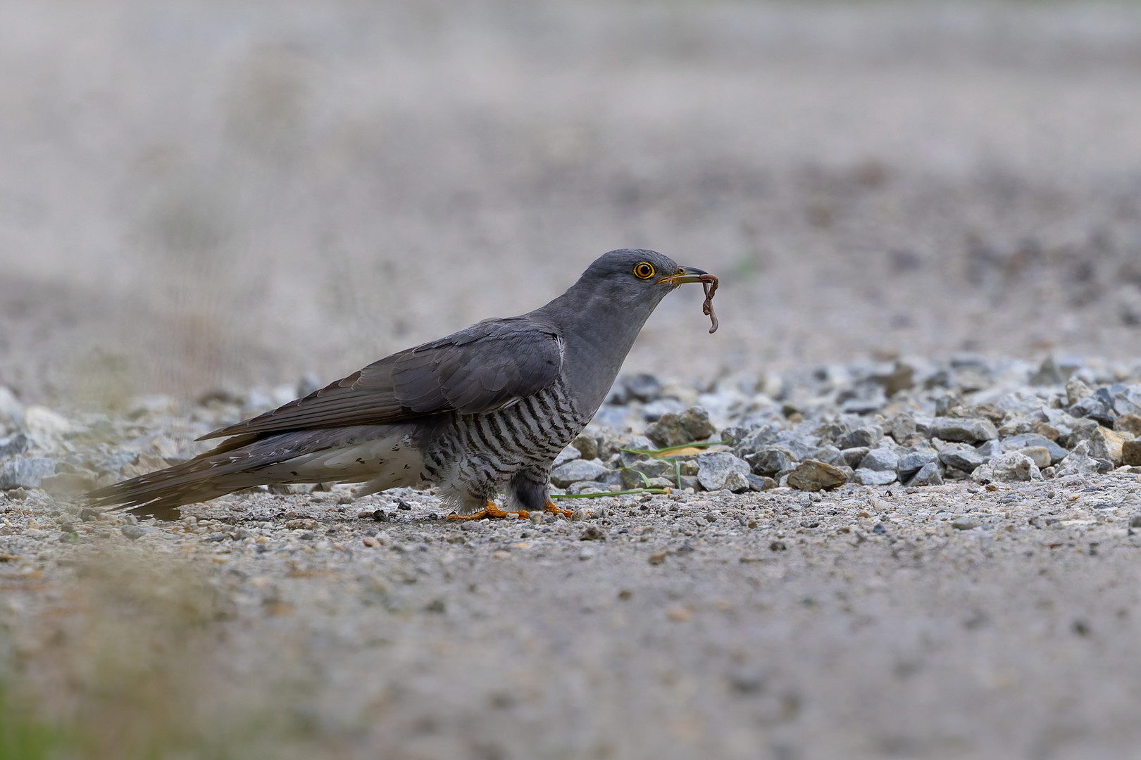 Kuckuck mit Regenwurm