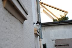 Kuckuck oder das Fenster zum Hof