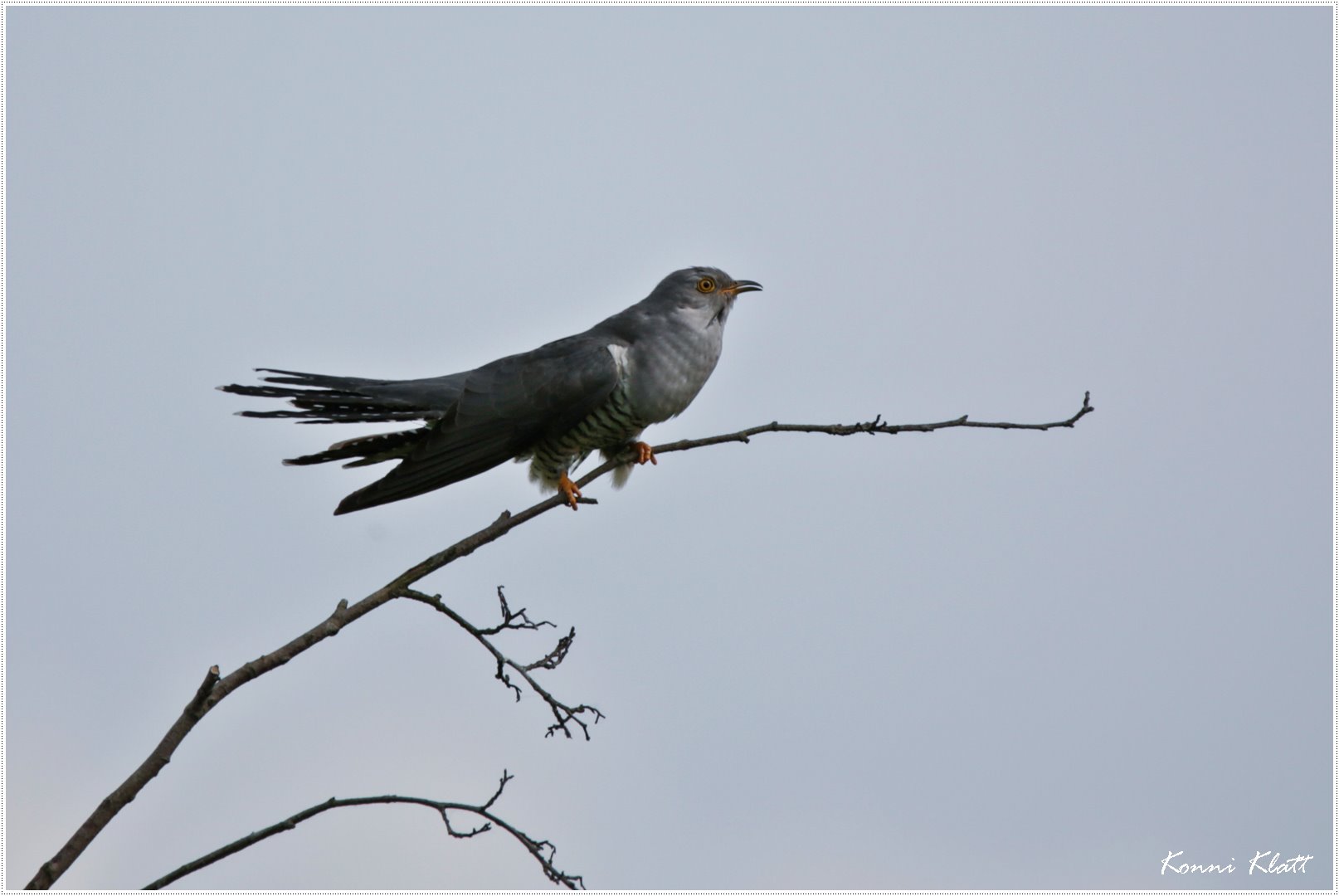 Kuckuck ... oder im falschen Nest??