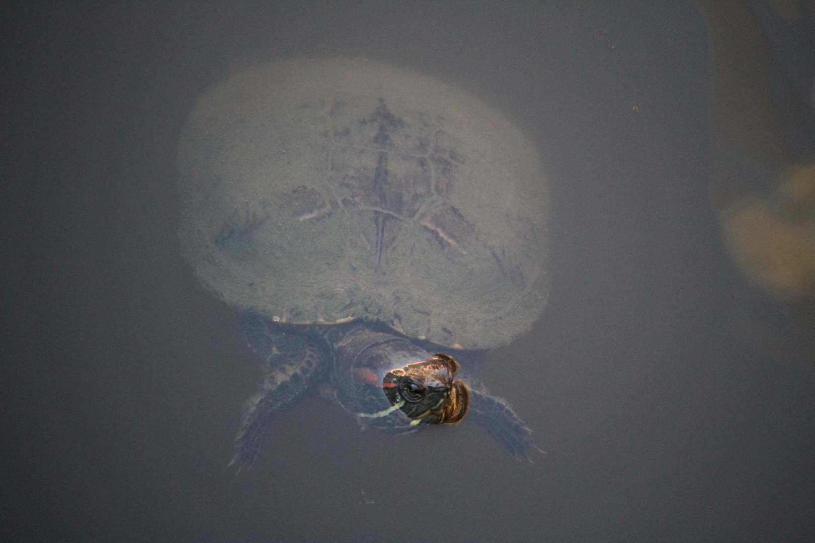 "Kuckuck" - Schildkröte 